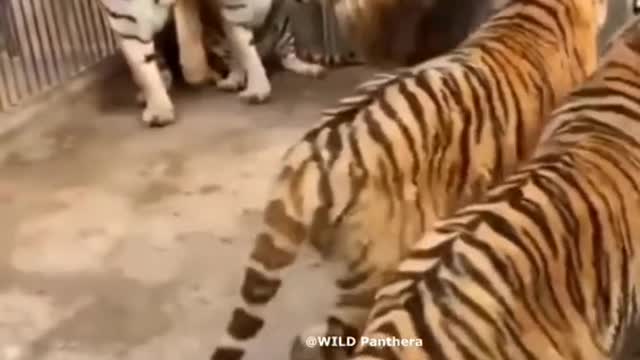 Funny video