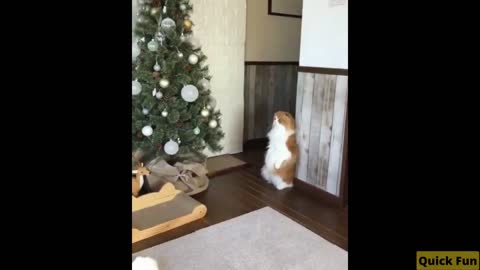 Dogs and Cats Very Funny Videos