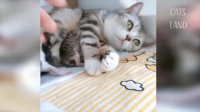 Very cute, Mother CAT does not let her KITTENS get caught.