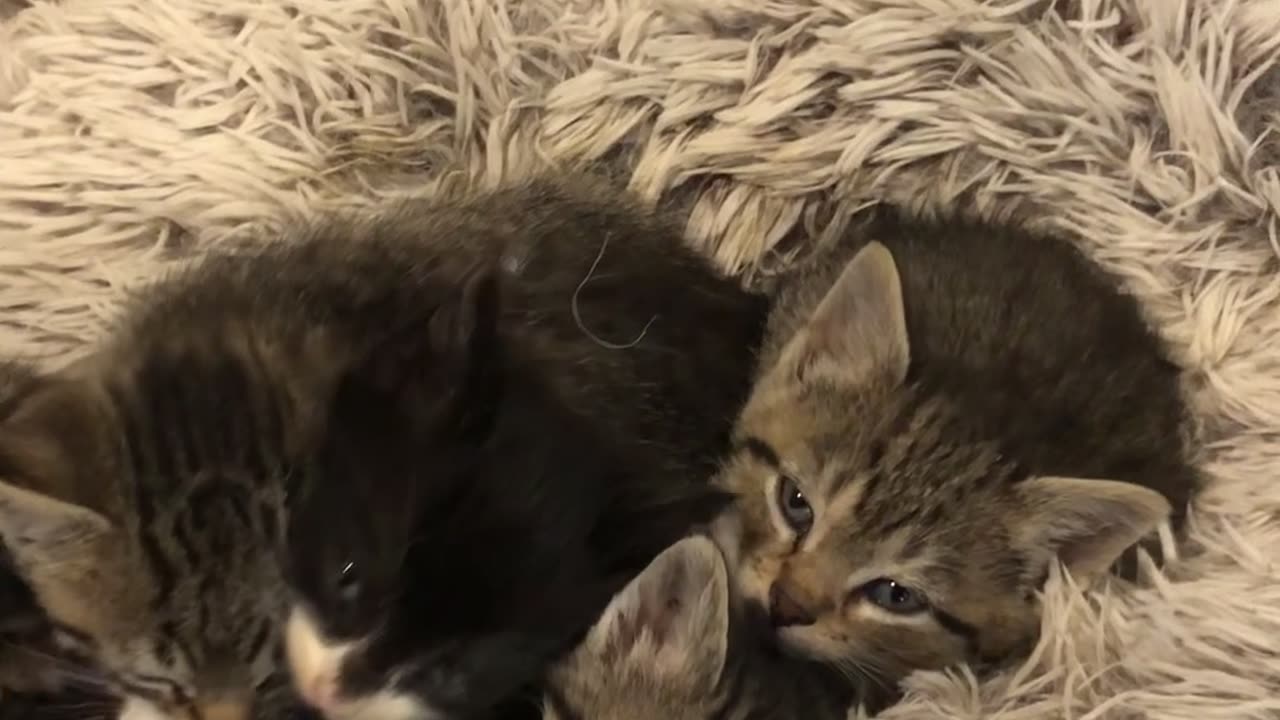 Seventh Kitten Has Perfect Timing