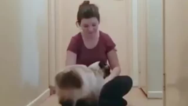 Persain cat funny and emotional video