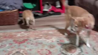 Dog catching popcorn