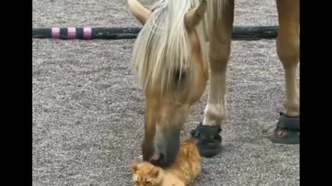 AWW SO CUTE! Cutest baby animals Videos Compilation Cute moment of the Animals - Cutest Animals #26