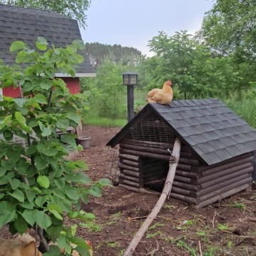 OMC! Orpington hen relaxes on a rooftop while her friends lay around under a tree below!