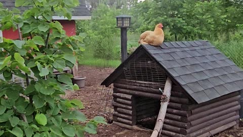 OMC! Orpington hen relaxes on a rooftop while her friends lay around under a tree below!