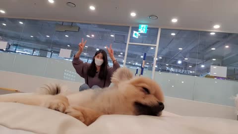 Happy time with adorable puppies-on the west side of South Korea 4