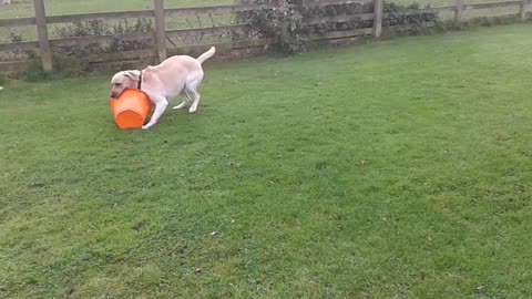 Funny dog dancing