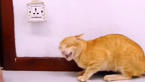 viral_video viral monkey cat foryou 😂