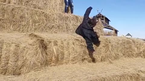 If you laugh you restart 😂😂🤣 #viral #shorts #fails #funny #fail