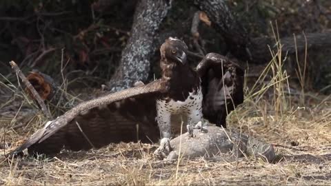 Lizards Eat Snakes And Eagles Attack From Afar