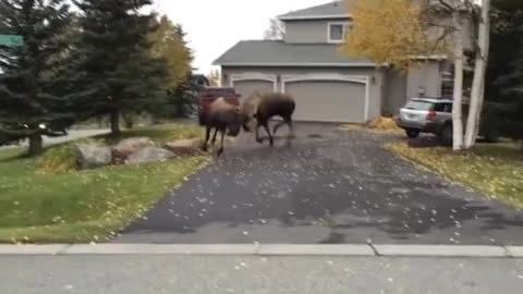 Animal fighting