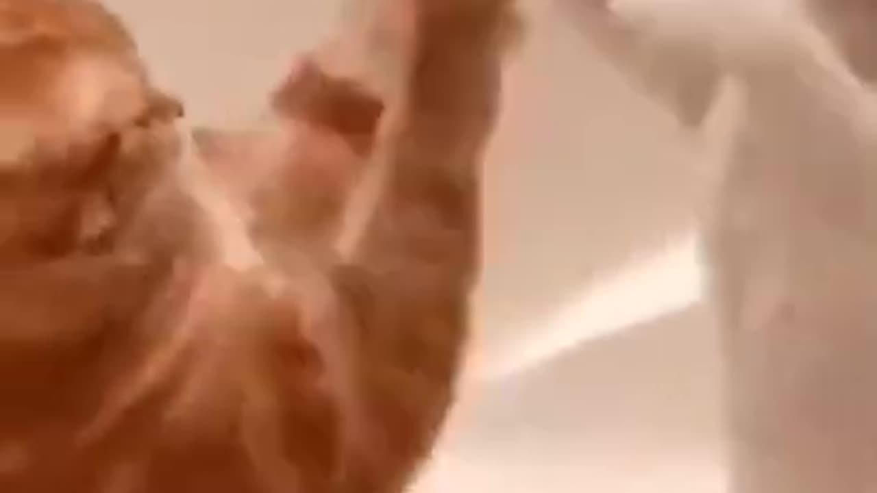 funny cat videos|funny cat videos
