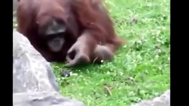 Animals Helping Other Animals