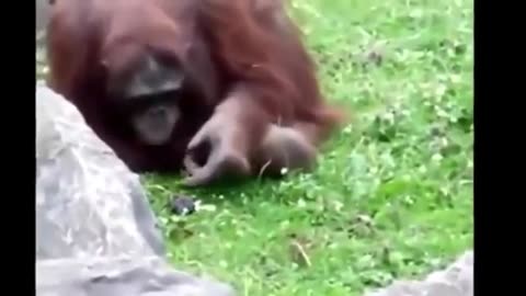 Animals Helping Other Animals