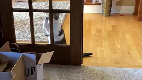 Oblivious Kitty Begs for Entry
