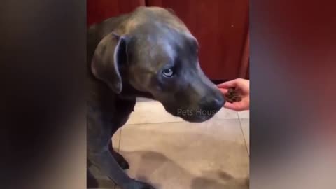 Dog Reaction to Cutting Cake 🤣 7 - Funny Dog Cake Reaction Compilation