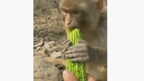 FUNNY ANIMALS