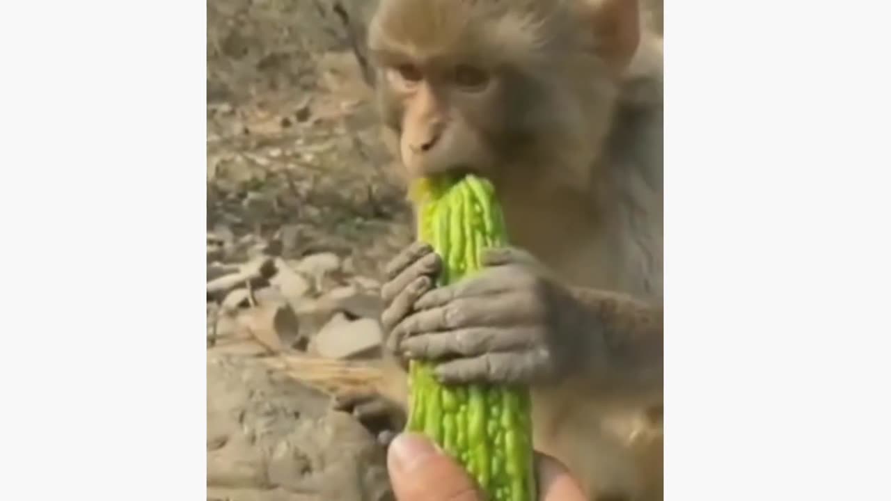 FUNNY ANIMALS