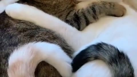 Cute cat's love moment 🐱🥰😁😃