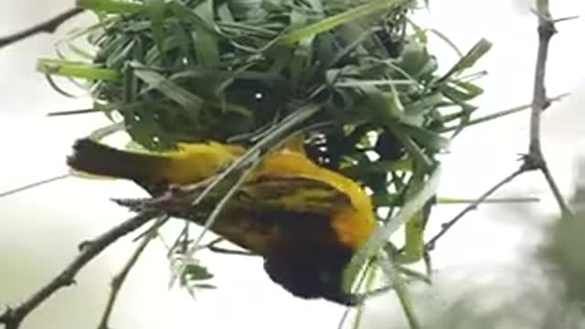 watch this bird build a nest