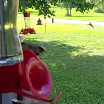 Rare slow motion video of hummingbird and hummingbird moth flying together