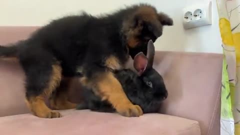 German Shepherd Puppy Meets Rabbit for the First Time