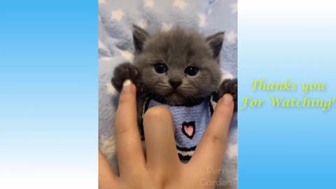 Funny And Cute Cats. Laugh all day🤣🤣🤣