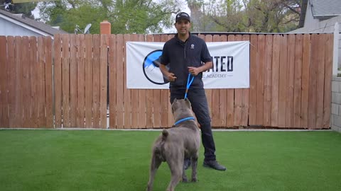 DOG TRAINING ! Brain Training For Dogs