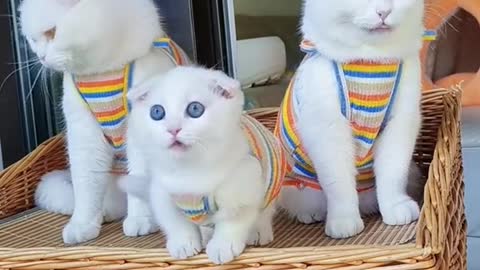 Those Stunning Eyes. 🐾🐾