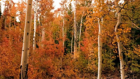 When autumn leaves smile