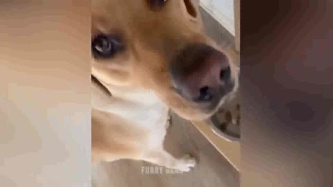 Dog reaction when cutting cake
