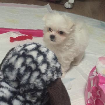 I'm worried about whether to eat dog food