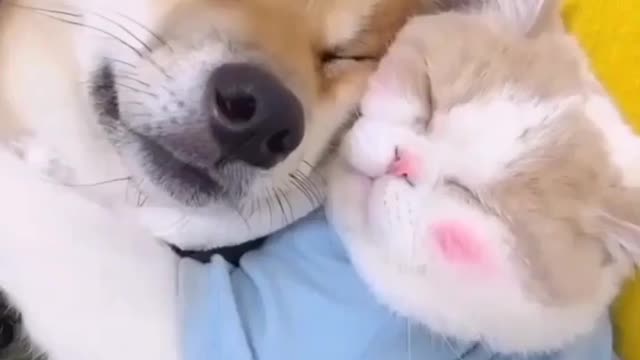 Love between dog and cat ! best friendship of the world