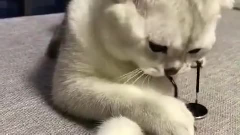 cats funny video
