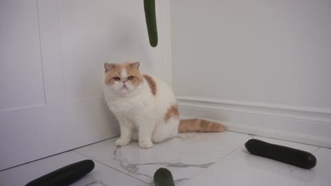 Are Cats Scared of Cucumbers #10 - Our Pets 🐶