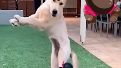 FUNNY cat And Dog Videos 😂