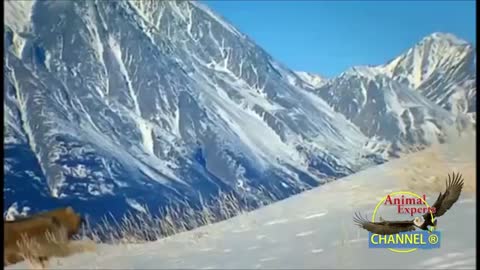 Epic_Hunting_Chase_of_the_Canadian_Lynx_and_Snowshoe_Hare