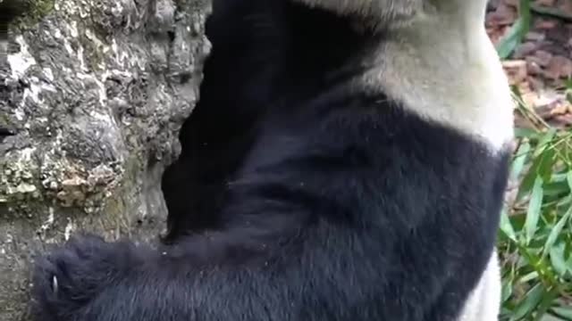 The clumsy movements of giant pandas are funny and cute