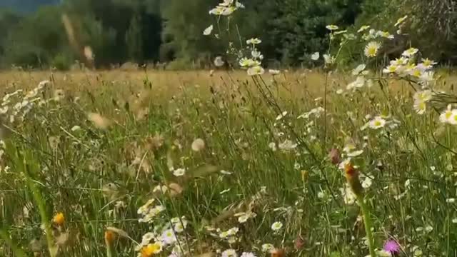 Beautiful Nature