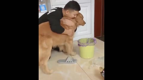 Cute dog showing love to their owner || dog funny videos ||