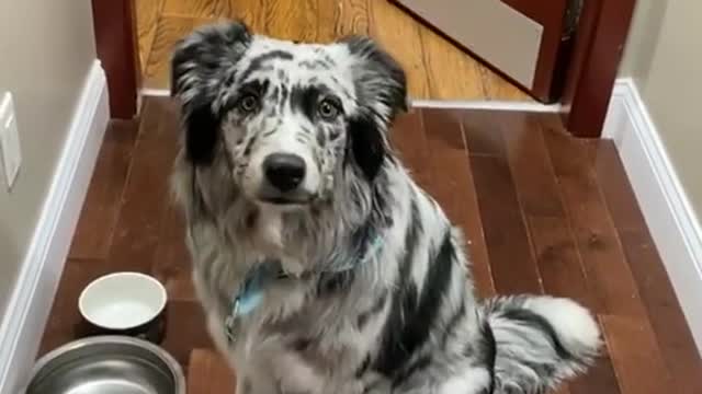 This is Whiskey. A little shy but working on her smile for her puppy graduation pictures.