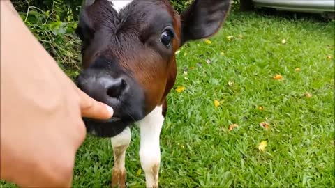 Cow lovers