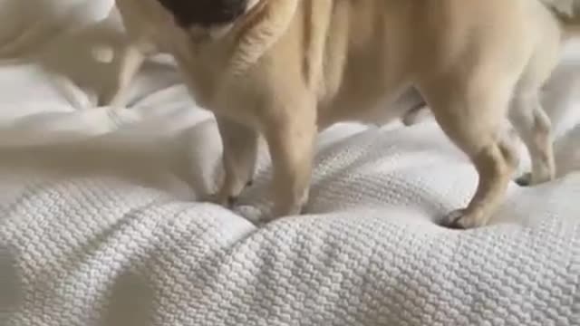 Stealthy pug hides in sea of pug merchandise naa