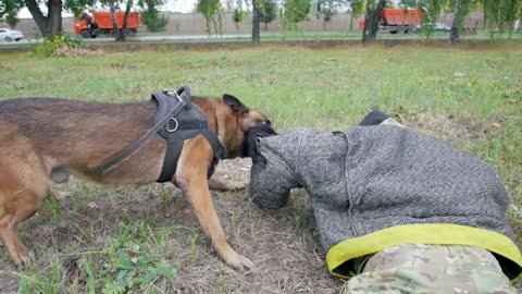 Training sheepdog on attacking. The dog bites in the arm