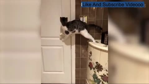 funny animals videos 2021 3