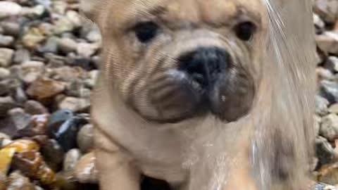 A dog that attracts everyone the most wonderful dogs in the world watch