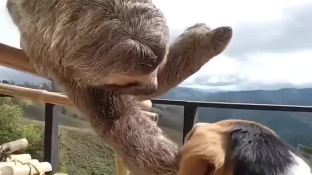 Mutual love harmony among animals