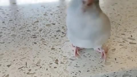 The cockatoo says, "i love you".