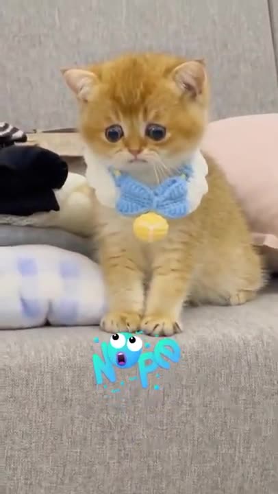 White kitten and white tiny bunnies 🐰 | It's so Сute! 🥰