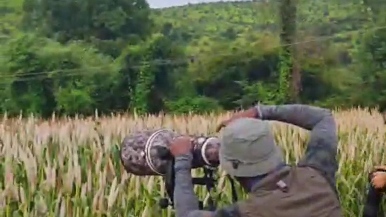 Wildlife is in closer view with a natural perspective.